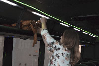 Krystal KLX40 Picture 4